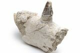 Fossil Primitive Whale (Pappocetus) Jaw Section - Morocco #225293-2